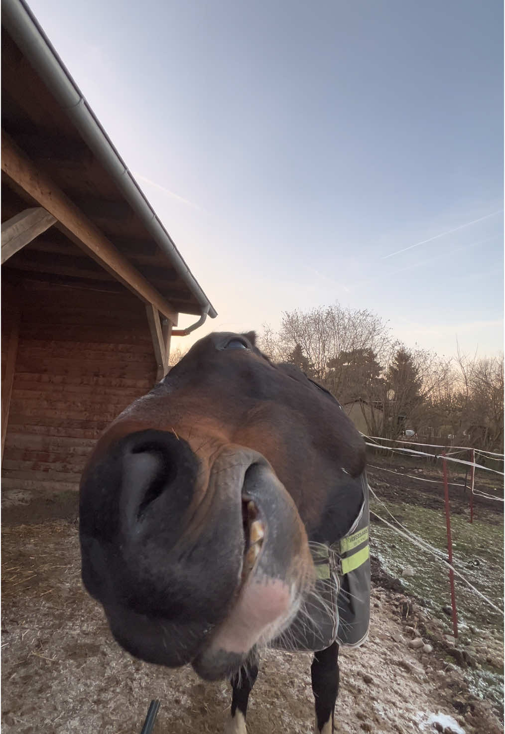 Haben eure Pferde auch eine komische Macke?🫣😂  #horse #fyp #pferd #durcy #fun 