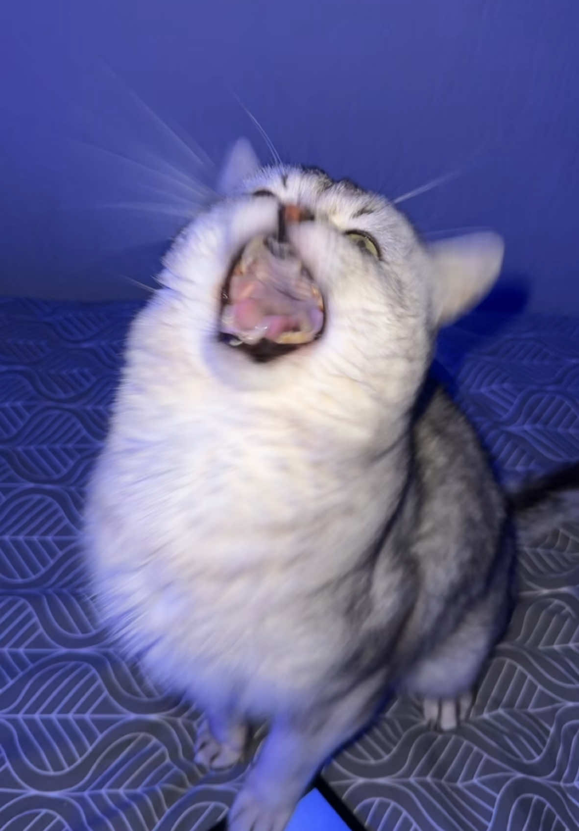 BARKING CAT REACTS TO HIS OWN BARKS🤣 #DeksyTheCat #CatsOfTikTok