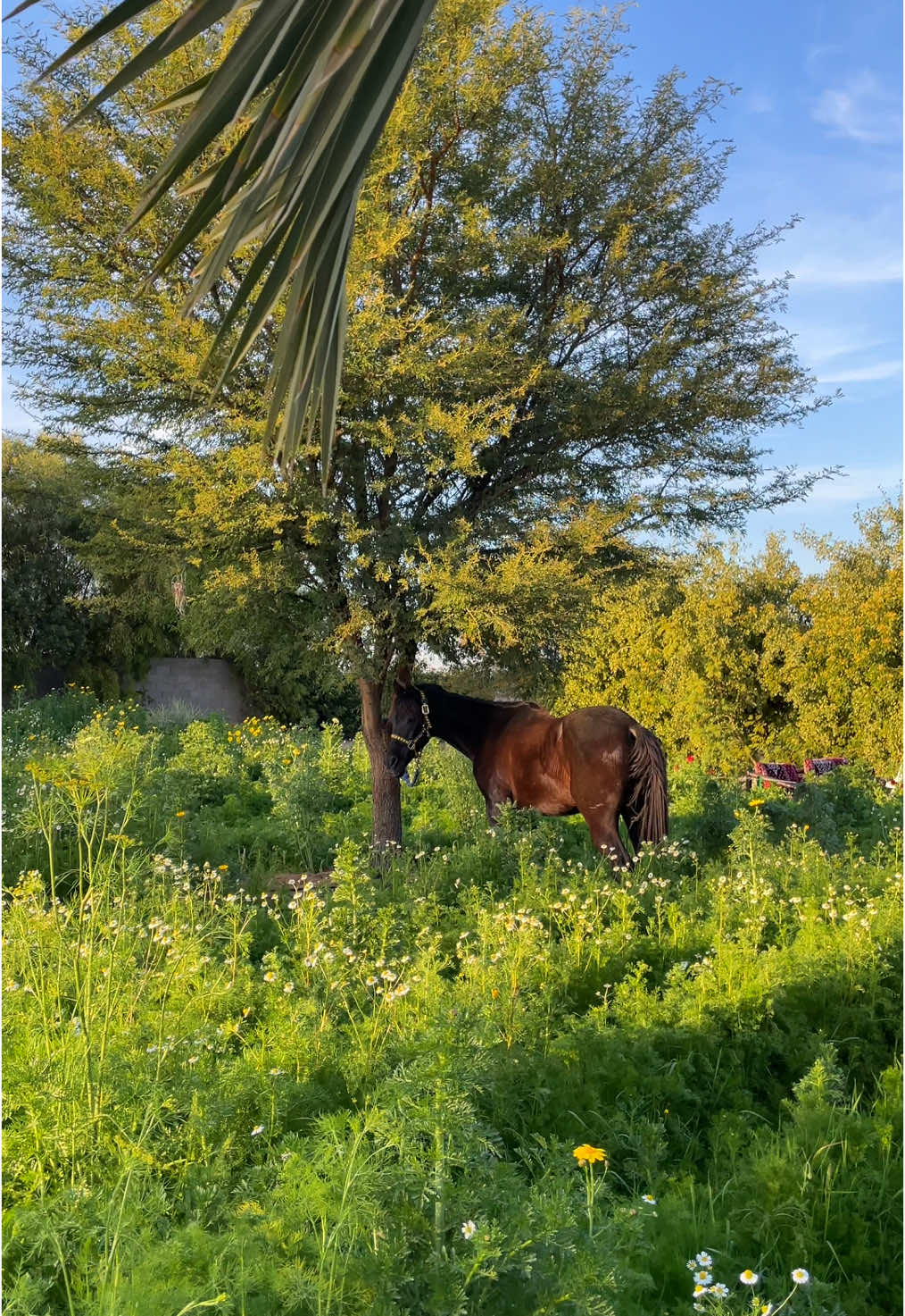 احلى مكان تتقهوى فيه بالقصيم🤍🐎🌷 #محمية_ابو_سامي @محمية ومزرعة ابو سامي الريفية #القصيم 