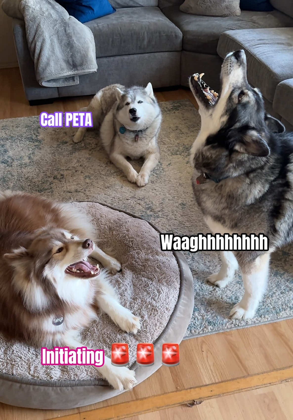 Just ONE Word Is ALL It Takes 😅#huskies #hiskiesoftiktok #dofsoftiktok #siberianhuskies #dogs #lol #husky #funnytiktok #dogsoftiktokviral #dog #funnyvideo #doglover #dogcomedy #howling #fyp 