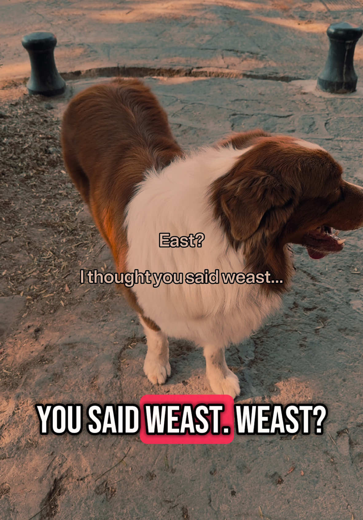 The other audio was too serious sounding #weast #dogvlog 