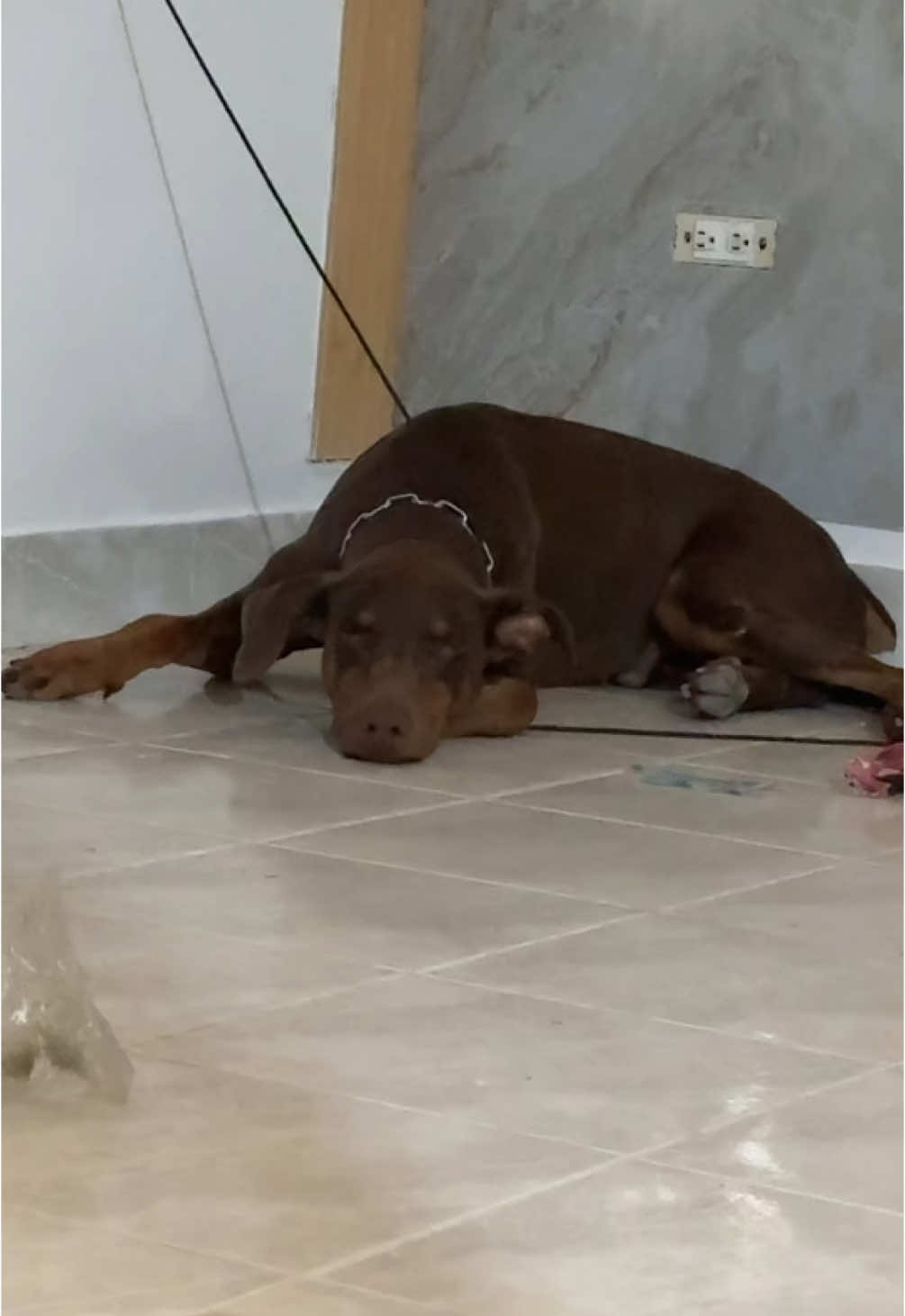 #dante#fueradeservicio