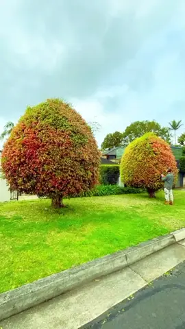 #cleaning #foryourpage #CleanTok #cleanhome #fyp #lawncare #landscaping #art 