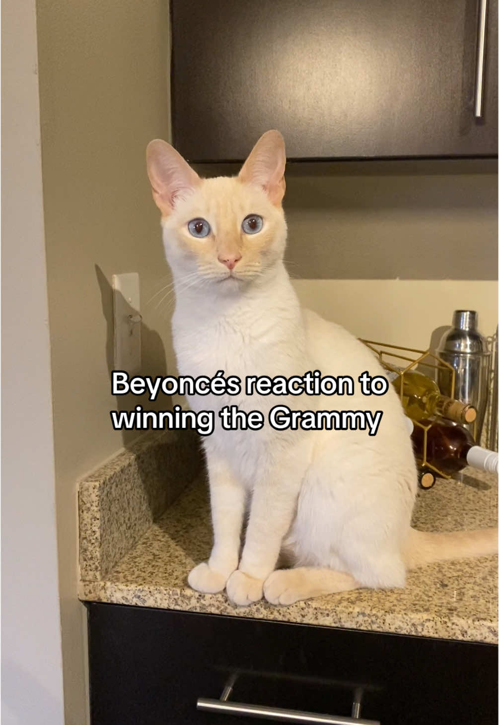 👀 #beyonce #grammys #catsoftiktok 