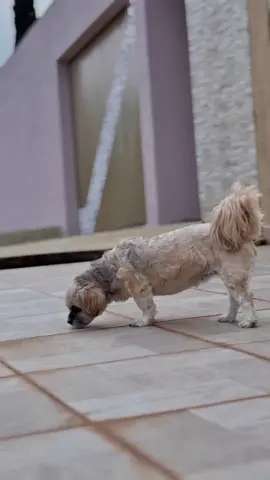#CapCut #Annie #dog #pet #cachorro
