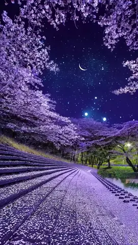 Nature Night Live Wallpaaper 4k 2025 #livewallpaper #fondodepantalla #naturewallpaper #naturevibes #wallpaper #livewallpaper4k #nature #naturelover #papeldeparede