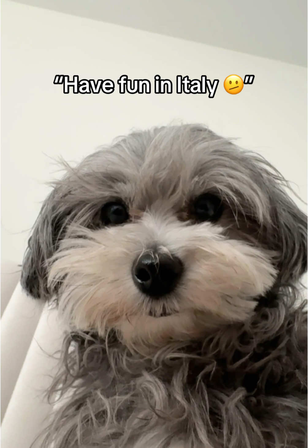 Hershey’s first time in Italy 🫶 we love a dog-friendly country!  Which clip is your fave? ⬇️ #travelingdog #dogtrends #cutedoggos 