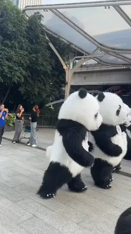 panda #panda #maskotpanda #pandaviral #pandathailand #thailand 