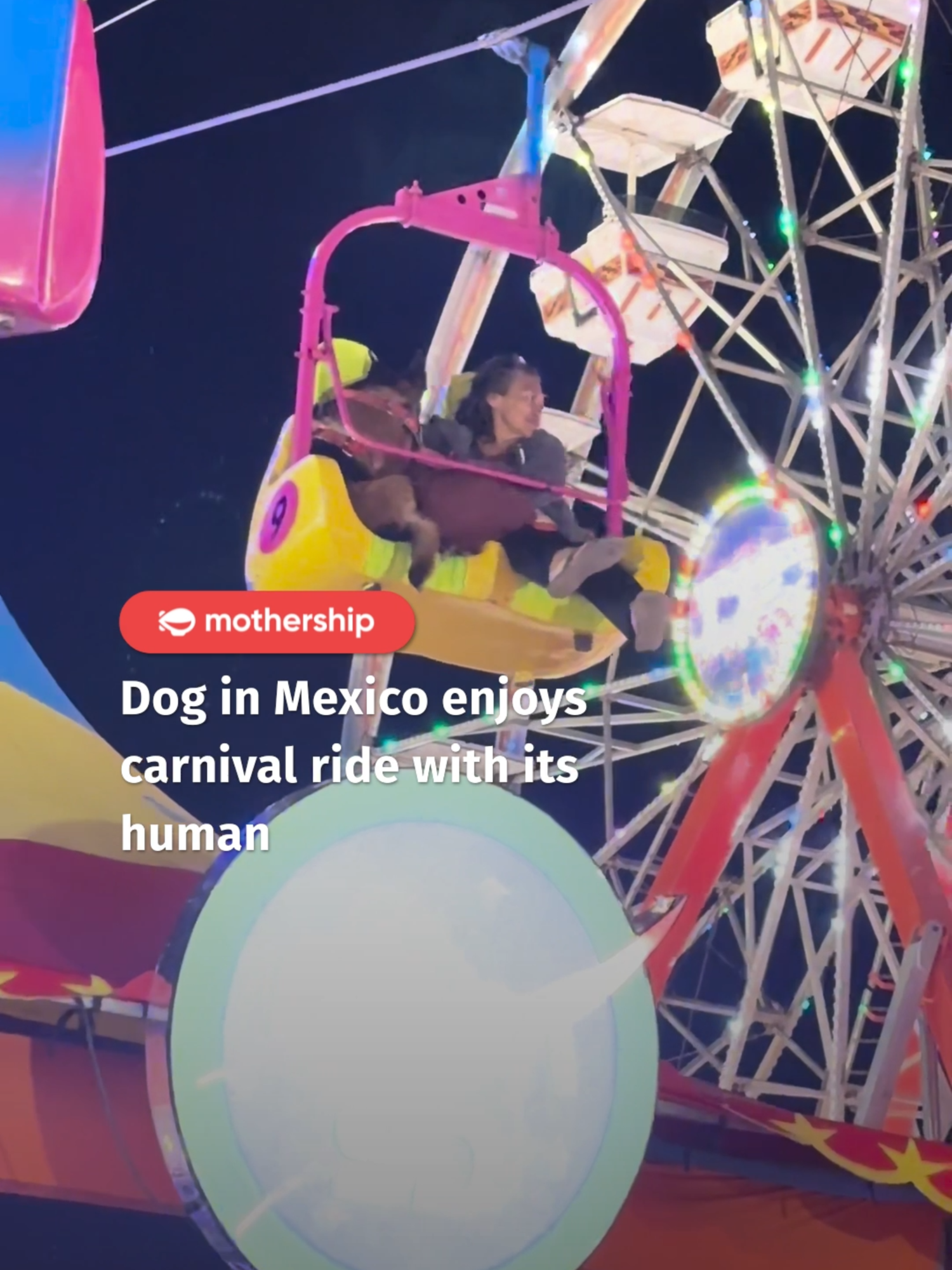 the dog has a better life than me #mexico #dog #fyp #carnival