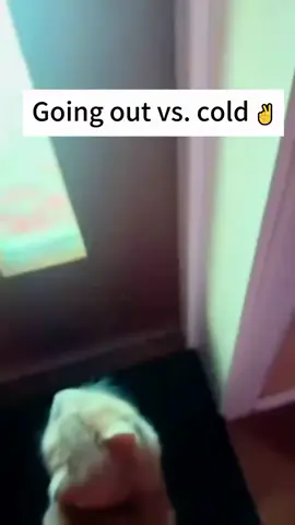Cats going out in snow and then immediately coming back in 😂 #cat  #cats  #catsoftiktok 
