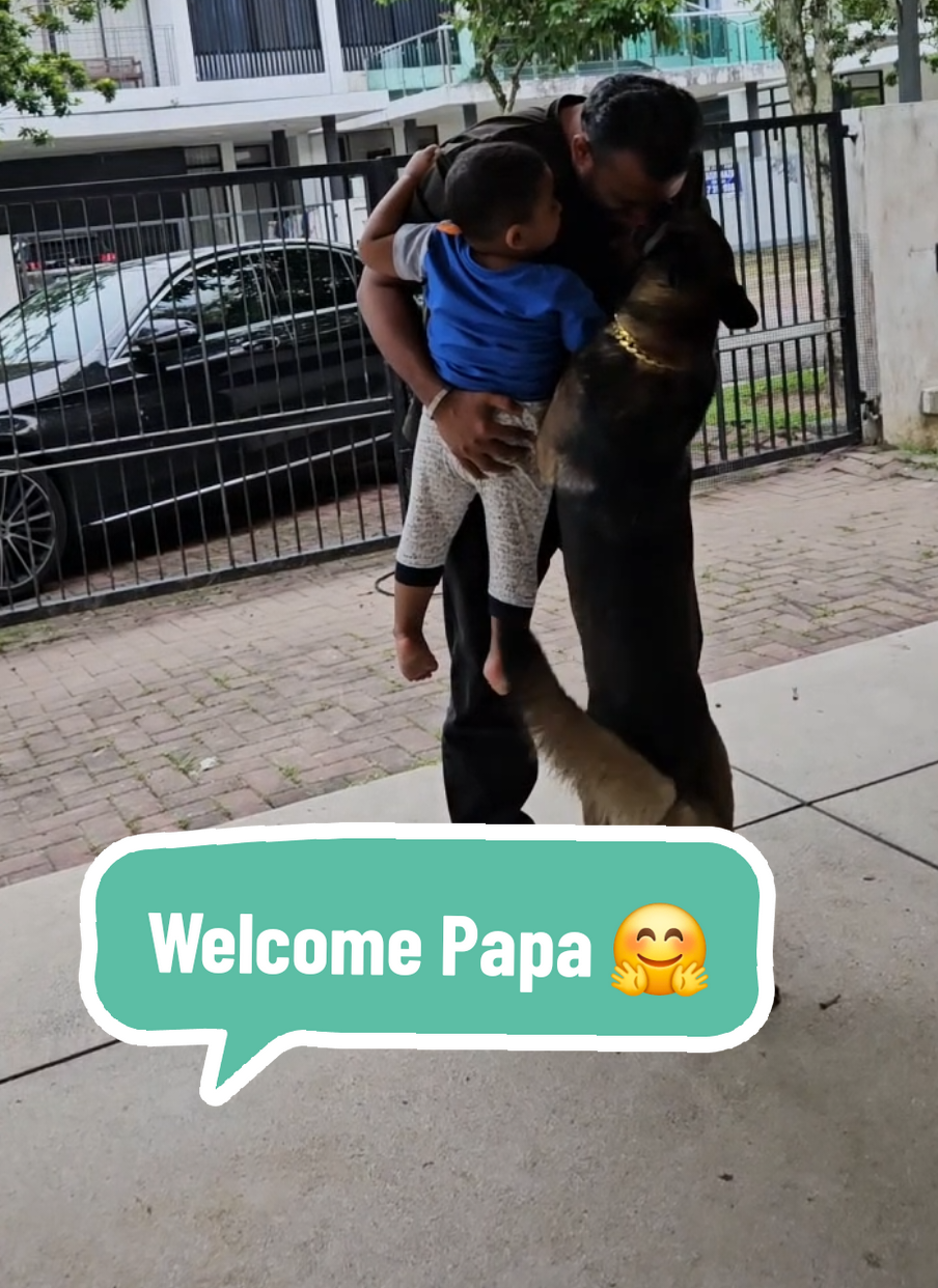 Benzo selalu membiarkan Lax yg lebih dulu menyambut Papa datang setiap Papa pulang kerja., lalu Benzo menyusul setelah Papa call Benzo to come & Lihat ekspresi nya Benzo ; Happy Sekali dia menyambut Papa datang.. Papa di hujani kiss dari Benzo & Lakhsman 🥰🥰🥰🥰 Such a great moments.. 💙 . #dogsoftiktok #dog #dogs #doglover #belgianmalinois #malinoisoftiktok #malinoisdog #malinoisindonesia #malinoismalaysia #doggo #anjingviral #toddler #toddleranddog #germanshepherd 