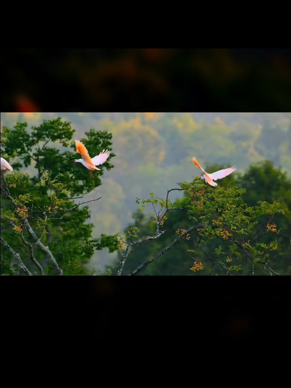 Sangat indah melihat pemandangan dan burung terbang bebas di alam #burung #terbang #views #aesthetic #alam #indonesia #fy #fyp #fypシ 