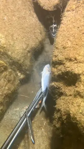 The scheming eel hid in the cave entrance and didn't come out, so I caught the crab lying at the door of it. #diving #crab #catchthesea #seafood #seaside #fish 