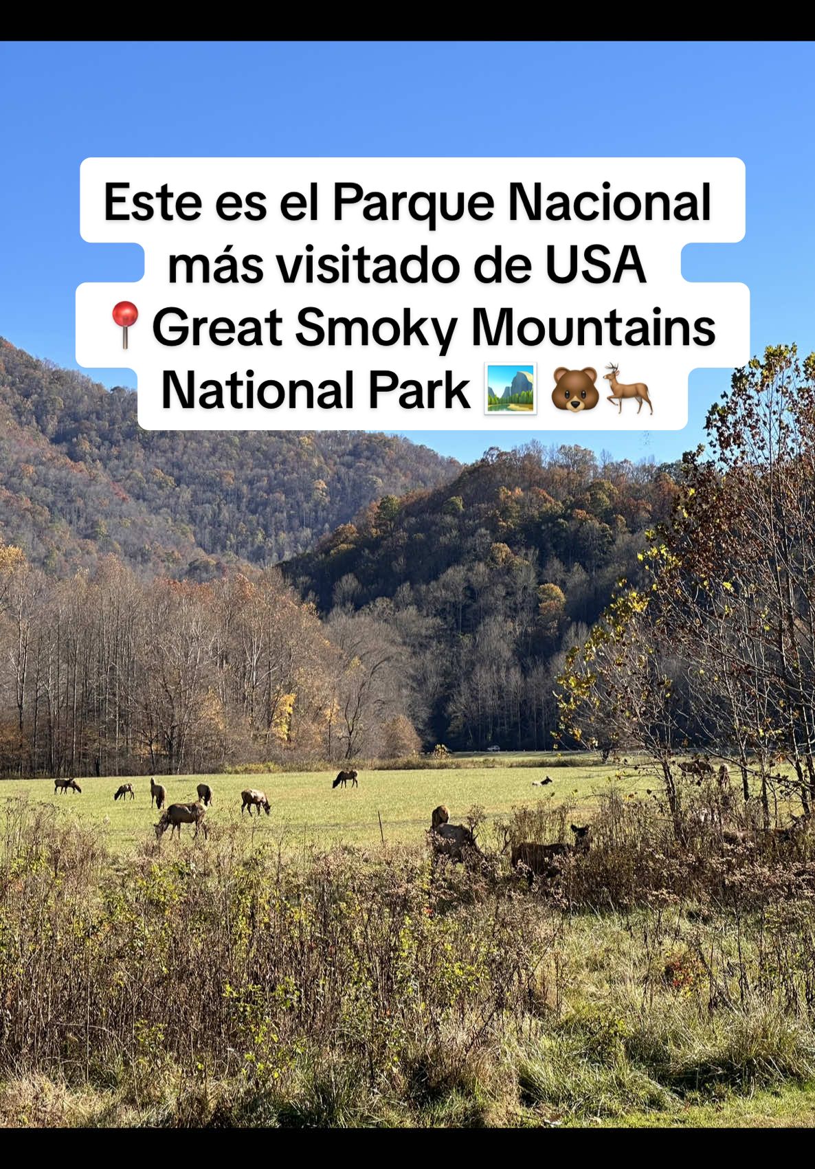 El parque nacional más visitado de Estados Unidos 🐻🏞️ 📍Great Smoky Mountains National Park  #creatorsearchinsights #greatsmokymountainsnationalpark #tenessee #northcarolina #greatsmokymountains #nationalpark #usa #thingstodoinnc #thingstodoinnorthcarolina 