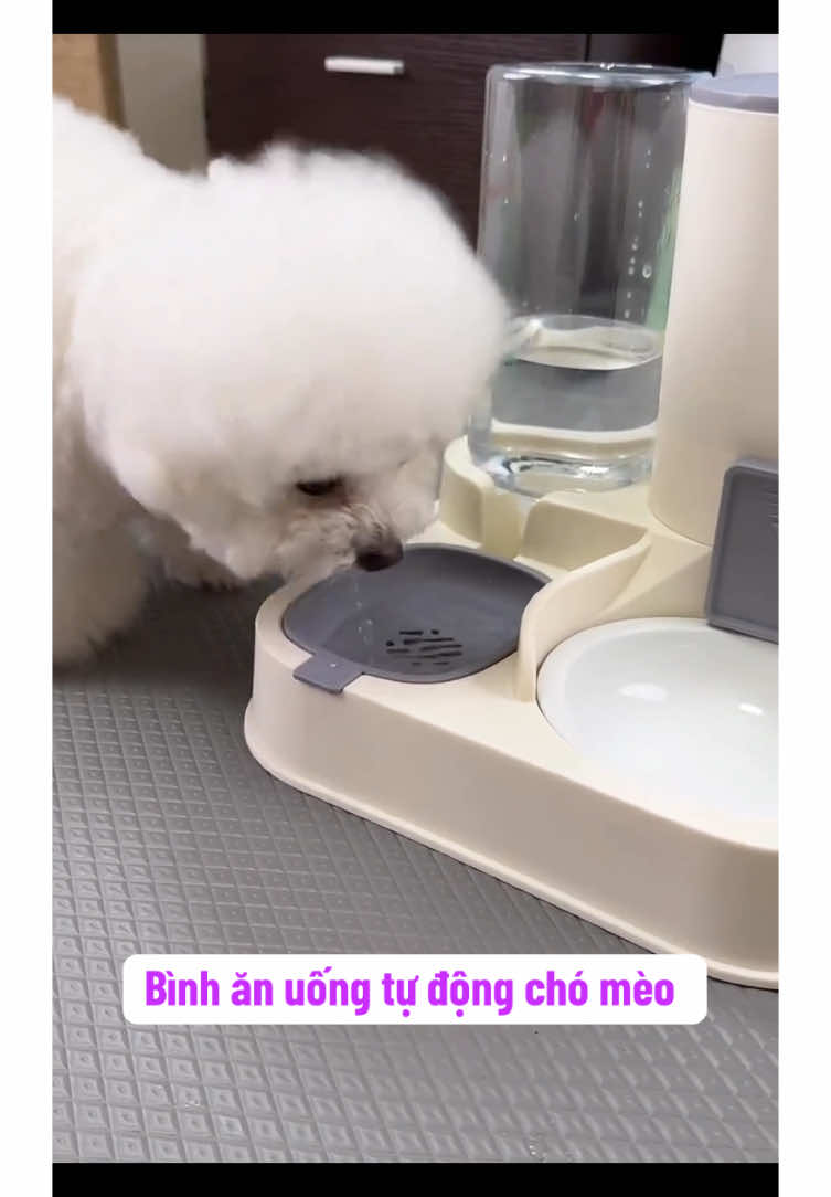 Bình ăn uống tự động chó mèo #binhanuongtudongchomeo #binhanchochomeo #yeuchomeo #chamsocthucung #xuhuong #viral  @Happy.Pets  @Happy.Pets  @Happy.Pets 