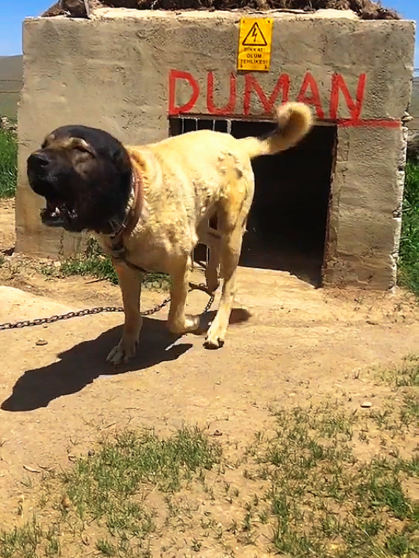 #foryou #foryoypage #viral #dog #kangal 