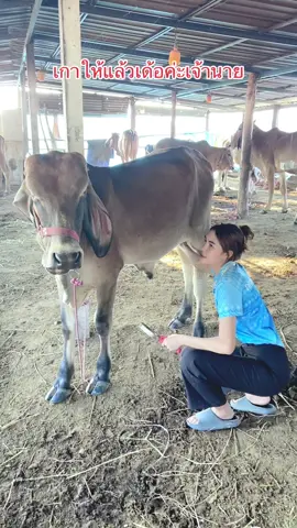 เกาให้แล้วพอใจคักเจ้านายย #fyp #cowboy #cow #คลิปตลก #ผู้หญิงเลี้ยงวัว #ฟาร์มวัว #ธาราทิพย์ฟาร์ม #ขึ้นฟีดที 