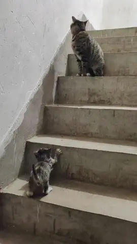 Cat mother teaches kitten how to climb stairs❤️#foryoupage #fyp #funnyvideo #cat #cutecat 