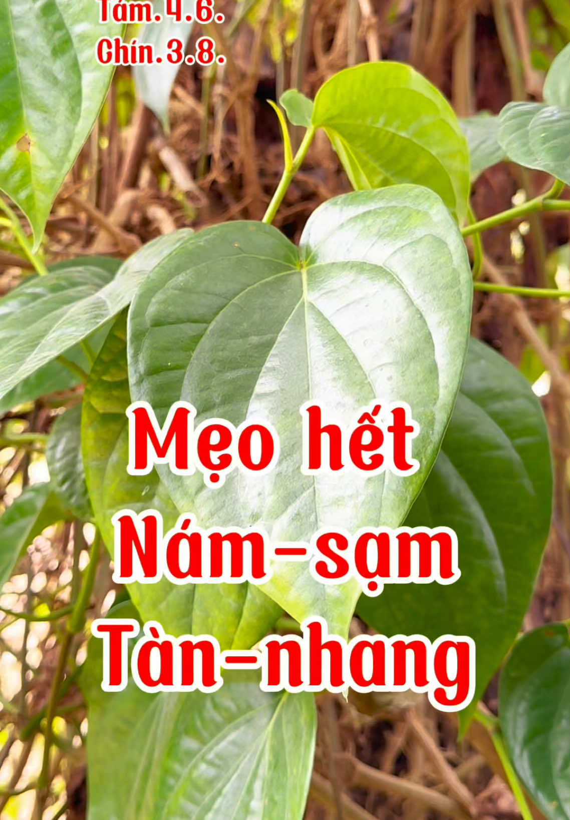 Phần 104 tập 11. Cách hết nám sạm tàn nhang tại nhà dành cho chị em đây #thaoduoc #thaythachthaoduoc #thaoduocdantoc 