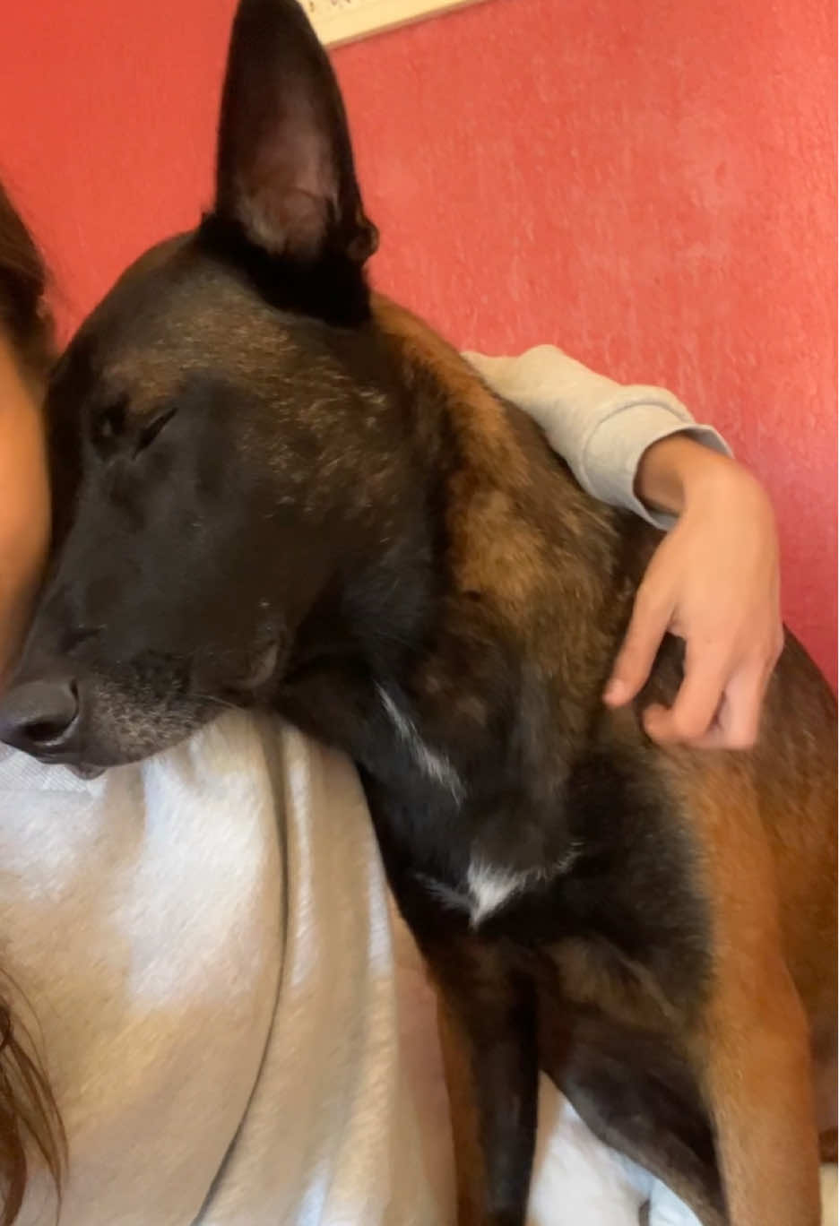 L’amour d’un chien est tellement puissant ❤️ Merci d’être là dans ma vie et me donner un amour inconditionnel, je ferais tout pour toi mon Atcho, je t’aime 🥰❤️ #malinois #malinoislovers #malinoislife #doglove #doglovers #amour #iloveyou #malinoisoftiktok 