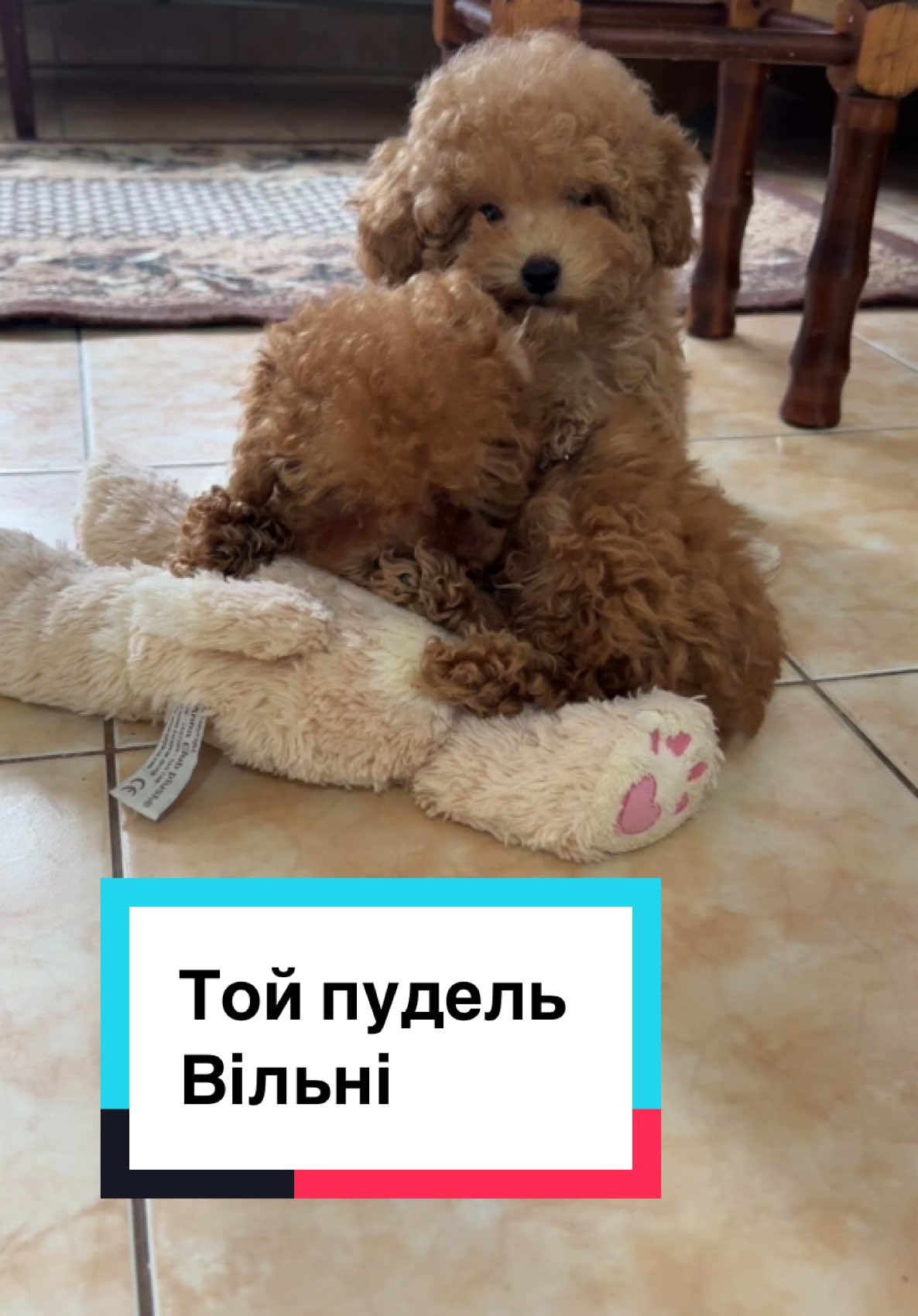 #тойпудель #цуценя 