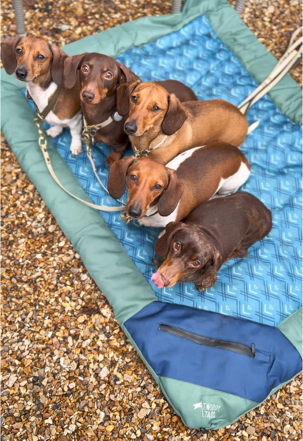What’s our secret to settling out and about? 😴 We practise place stays and implement this training using our @Twiggy Tags Ltd travel mat 🙌 A lot of people will say ‘they’re dogs they should sit or lie on the floor’… if your dog doesn’t lie on the floor at home why would they then suddenly be expected to lie and settle on the floor outside or in a public place? Everything we practise at home needs to be transferable to out and about jn the real world and using our Twiggy Tags mats for the last few years has made the dogs able to sit, lie down and sleep almost anywhere with us! They’ve recently launched their brand new Crosslander Travel Bed which we have upgraded too - with even more padding for the extra comfy snooze! We spent the day strolling around Frome, visiting the gorgeous Avonfield Kitchen for lunch (coeliac friendly) and walking through the beautiful countryside before heading back to our stay at Orchardleigh Estate 🫶