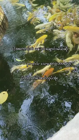 မလုပ်တတ်ရင် သင်ပေး‌မယ်😙#စာသားcrd #foryou #viralvideo #foryoupage 