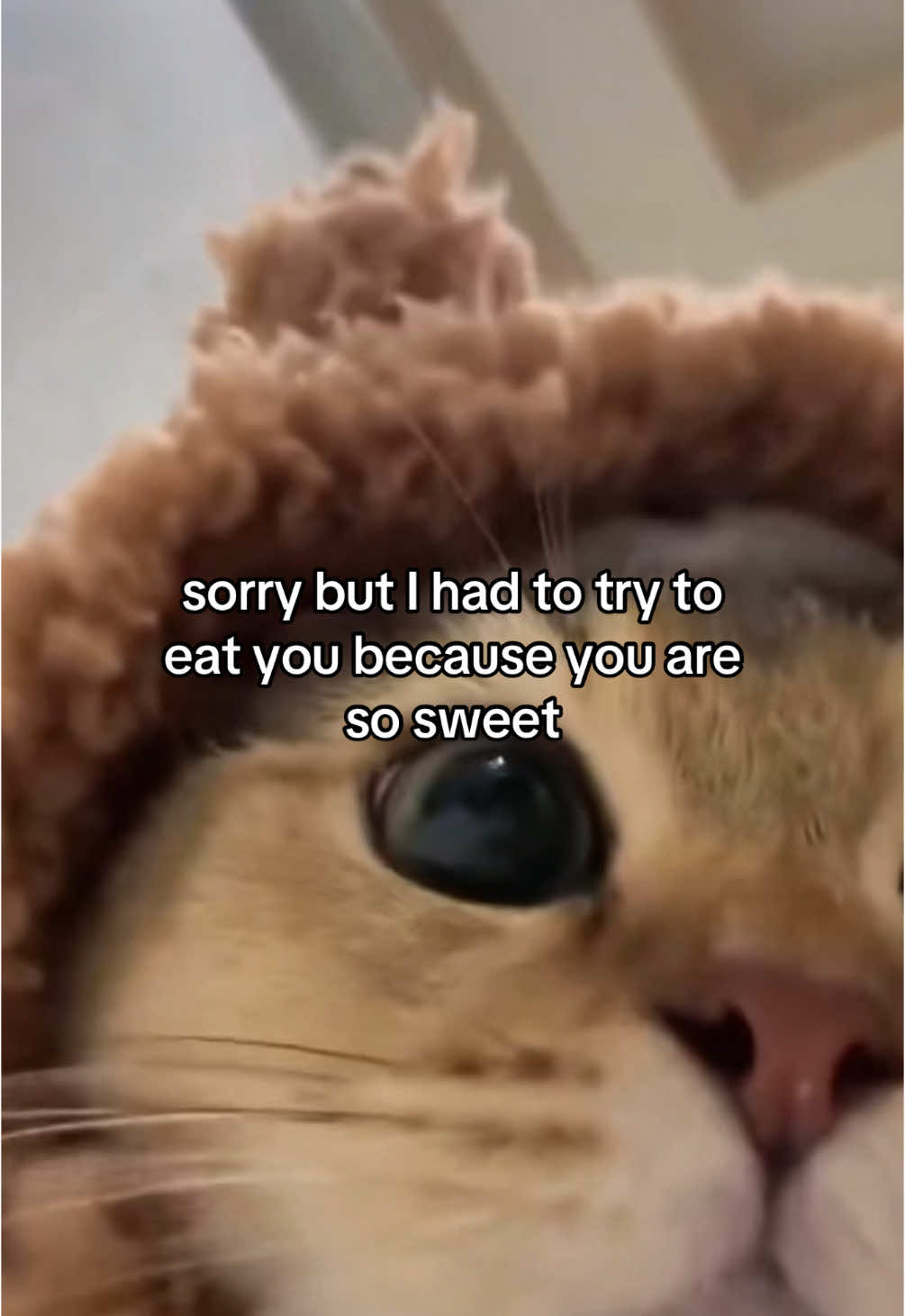 sorry pookie you look delicious  #fyp #relatable #couple #Relationship #Love #cattok #catsoftiktok #catmeme #sendit #fy 