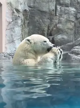 Feast time for this polar bear! Eating a fish in the water, a perfect way to stay cool. 🐻‍❄️💦 🌟 Fact:Polar bears have an extraordinary sense of smell—they can detect prey nearly a mile away and under several feet of snow! 🐻‍❄️👃 #PolarBearFacts #WildlifeEducation #SurvivalInstincts” #polarbears  #PolarBear #AnimalTok #WildlifeTok #animallovers  #zoolife  #wildlifeconservation  #animalcare  #naturetok  #zooanimals  #animalsanctuary  #wildlifephotography  #cuteanimals  #naturelovers  #animalbehavior  #polar  #natureisawesome  #AnimalFacts  #underwater #animalsoftiktok #animalplanet #blueplanet #underthesea #fyp 