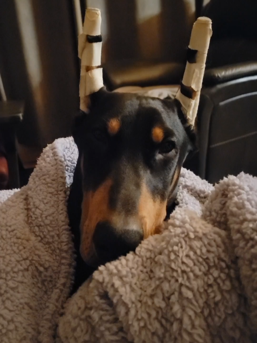 The work required of a Doberman puppy can be VERY overwhelming! 😒🤣#puppiesoftiktok #dobermans #dobermansoftiktok #dogsoftiktok 