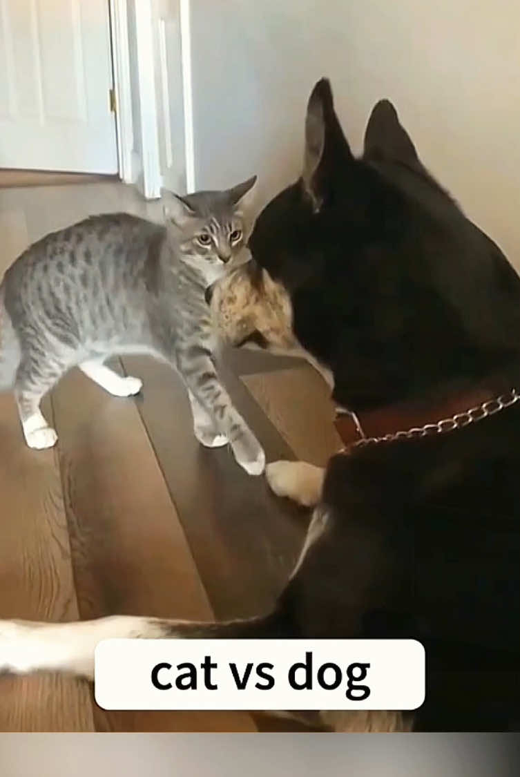 Try not to laugh 😂😂 #funny #pet #dog #animals #foryou #cute #funnyanimals #cat #funnyvideos #funnypets #catsoftiktok #funnytiktok 