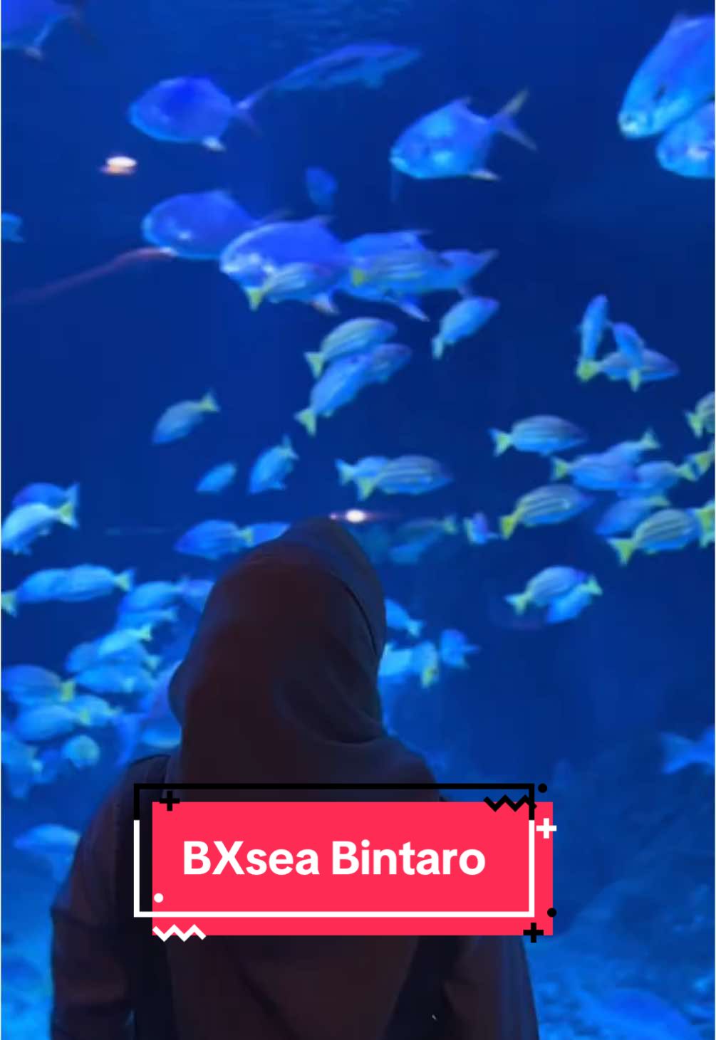 BXsea #bxseabintaro #jellyfish #napolen #ikannapoleon 