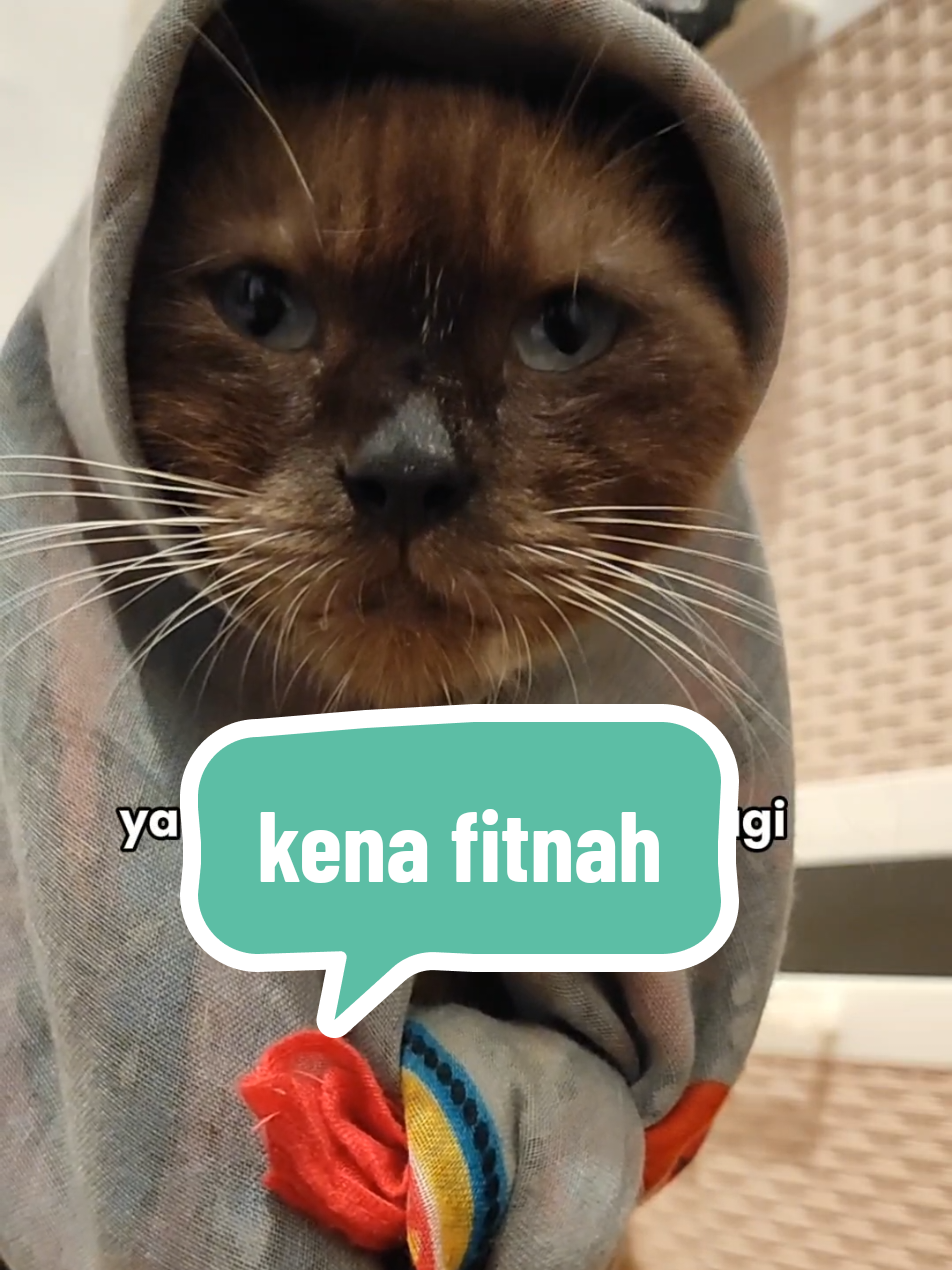 ustadzah Unyil #ustadzahunyil #kucing #kucinglucu #catlover #kucingpersia #kucinganggora #kucinggemoy #kucinggendut #kucingtiktok #kitten #catlover #kucing #kucinglucu #CapCut 