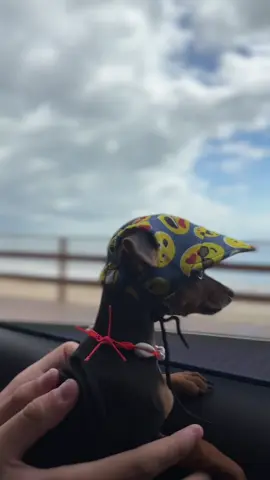 🥰💖🩷  #pintcher0 #pintcherminiatura #pinschermini #pinscherbravo #pinscherbravo #pinscher #foryou #dogsoftiktok 