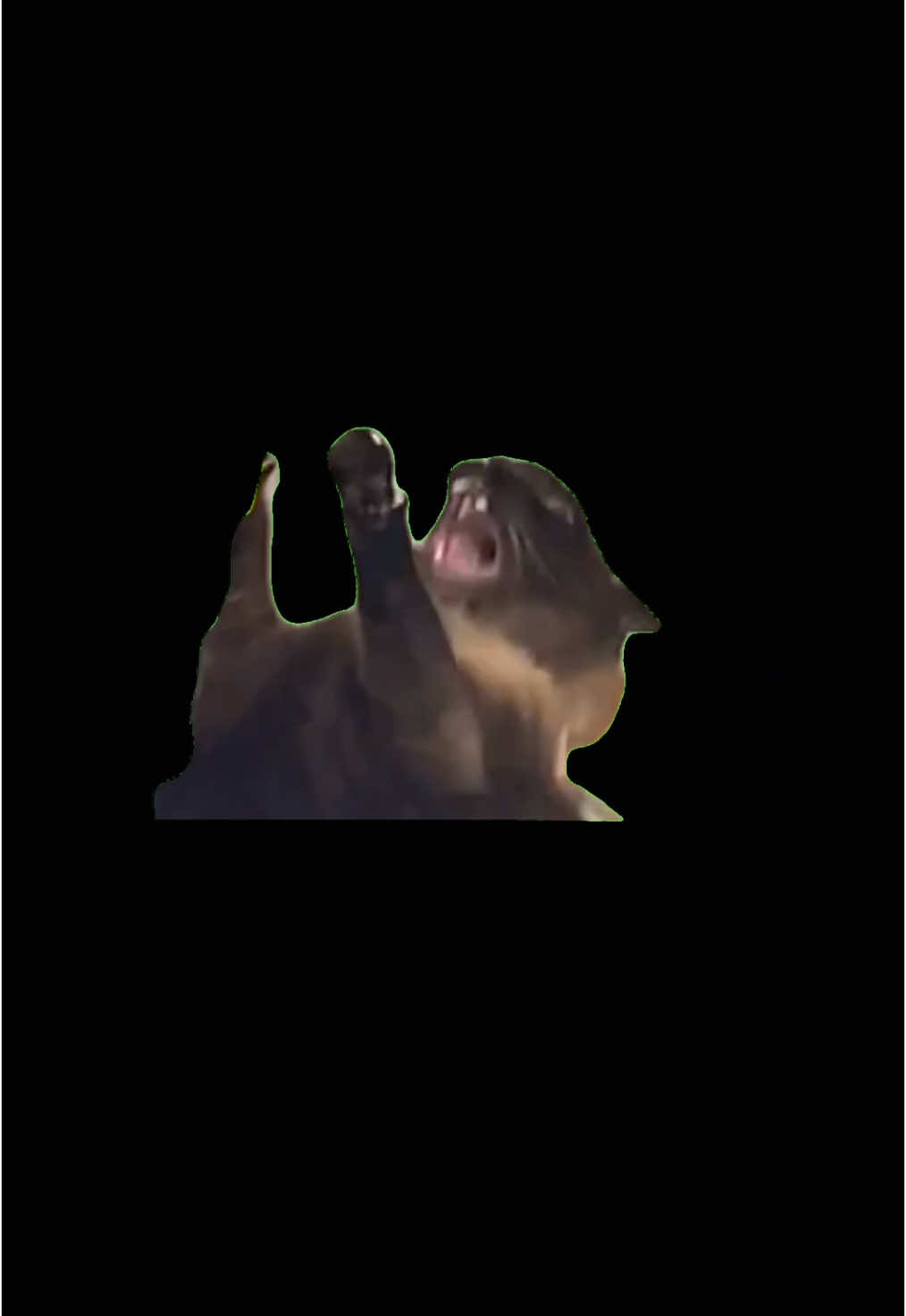 #Meme #MemeCut #cat #scream 