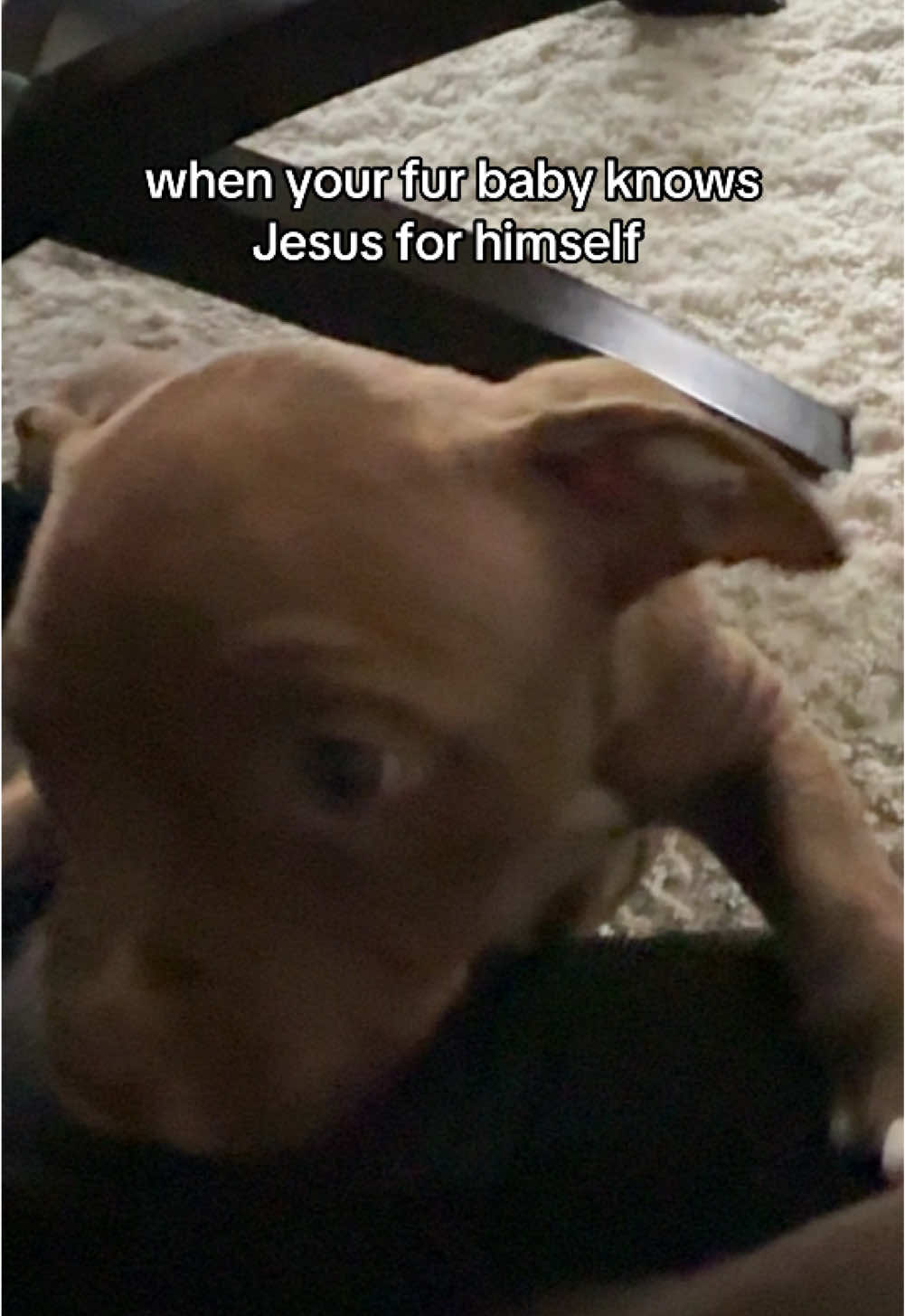 As for me and MY house we gone serve the Lord! #puppiesoftiktok #christian 