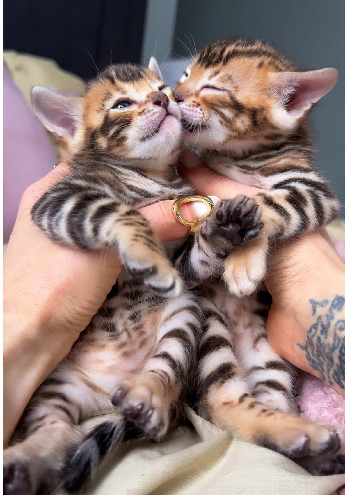 Bengal kittens 😍🐯🐯❤️❤️ Elite GrandGlow cattery ⚜️ * * * * * * #bengalkittens #bengalkitten #bengallove #bengalcat #bengals #bengalkittensofinstagram #bengalkedisi #bengalkedisiyavrusu #bengalistanbul #bengalkatzen #gattobengala #bengalkucing #bengaleurope #bengalkittensflorida #bengalcalifornia #bengalnyc #bengalcatworld #bengaltiger #bengalbarcelona #bengalfrance #bengalodessa #bengalkiev #bengalsofinstagram 