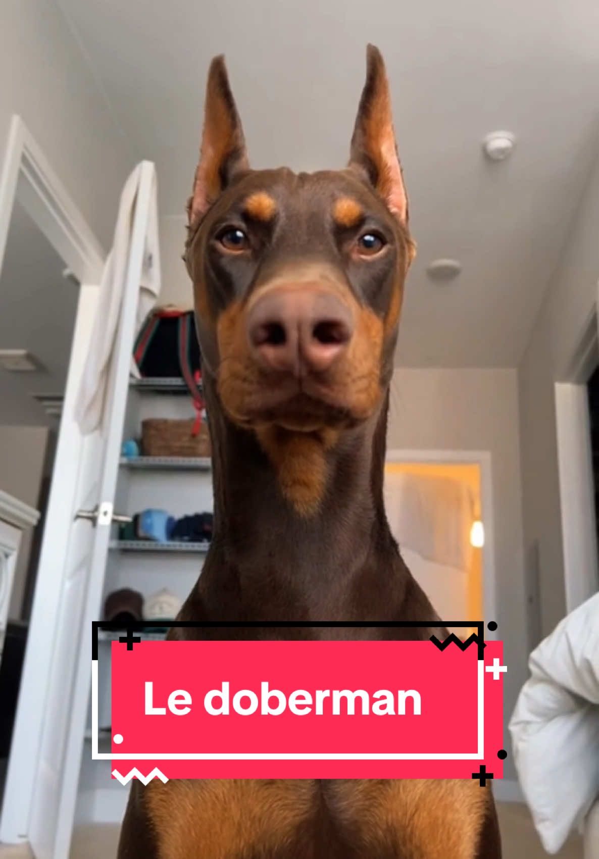 Le doberman 😇😈#doberman #dog #humour 