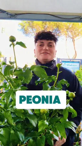 LEGGI PER SCOPRIRE DI PIÙ 👇🏻  La PEONIA erbacea è una pianta perenne la cui caratteristica è quella di produrre, all'inizio di ogni primavera, numerosi steli erbacei eretti direttamente dal livello del terreno che terminano il loro ciclo vegetativo in autunno, momento in cui seccano completamente fino a scomparire, lasciando in vita, durante l'inverno, solo l'apparato radicale, distinguendosi così dalle peonie arbustive i cui steli invece lignificano e permangono durante l'inverno.  🌥️ Preferisce mezz'ombra  🌡️Tollera temperature invernali fino a -20° 🚿 Va annaffita a terreno asciutto in inverno, più frequentemente in primavera/ estate. 🌸 Fiorisce da metà marzo fino a  giugno. Con il passare degli anni gli steli diventano sempre più numerosi e una sola pianta, negli anni, può produrre fino a 60 fiori. 🌿 Va fertilizzata in primavera con un ferrilizzante ricco di azoto e potassio per favorire la fioritura. ✂️ Va potata dopo la fioritura per mantenere la forma ed eliminare i fiori appassiti. SEGUICI 👍🏻 TUTTI I GIORNI TIPS E CURIOSITÀ SUL MONDO DELLE PIANTE E DEI BONSAI  Montaggio @dasigner  #vivaioroma #verderame #vivaio #vivaiobravetta #bonsai #plant #roma #planthappiness #peonia #peoniaerbacea #plantlife #plantlover #giardinaggio #giardino #piantadaesterno #piantadainterno #erbacea #erbaceaperenne #erbacee 