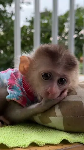 Little monkey is good at sucking hands Little monkey eats milk before going to bed  . . . #jenniferlopez  #alexandradaddario #AngelinaJolie #MeganFox #margotrobbie  #chrisevans #ChristianBale #AnneHathway  #ScarlettJohansson #elizabetholsen #JenniferLopez  #JenniferAniston #JenniferLawrence #priyankachopra  #KristenStewart #HaileeSteinfeld  #wonderwoman #DC #mcu #MeganFox  #kimkardashian #kendalljenner #monkeylove #monkeybaby #adorable #adorablemonkey #babyanimal #monkeysmart #reelsfypシ #reel 
