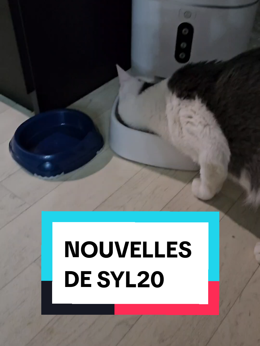 NOUVELLES DE SYL20 on est fière de lui 🥰 #clochetteandcie #chatonmalade #warriors #leucose #chaton #syl20 #coryza 