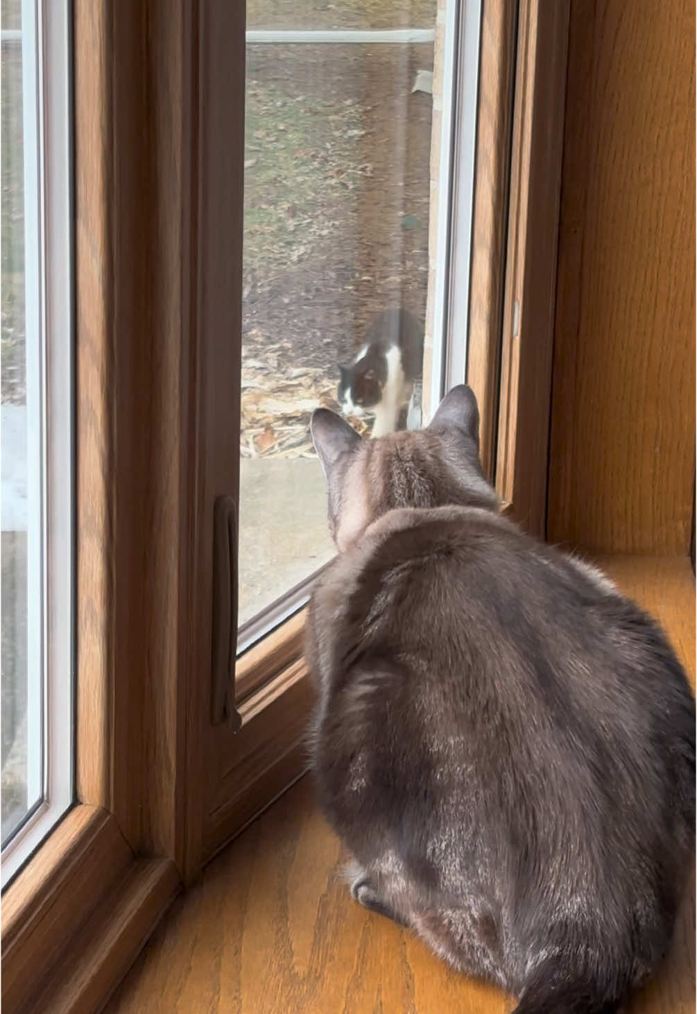 Cat distribution system in play? Or is this someone’s barn cat? #cattok #catdistributionsystem 