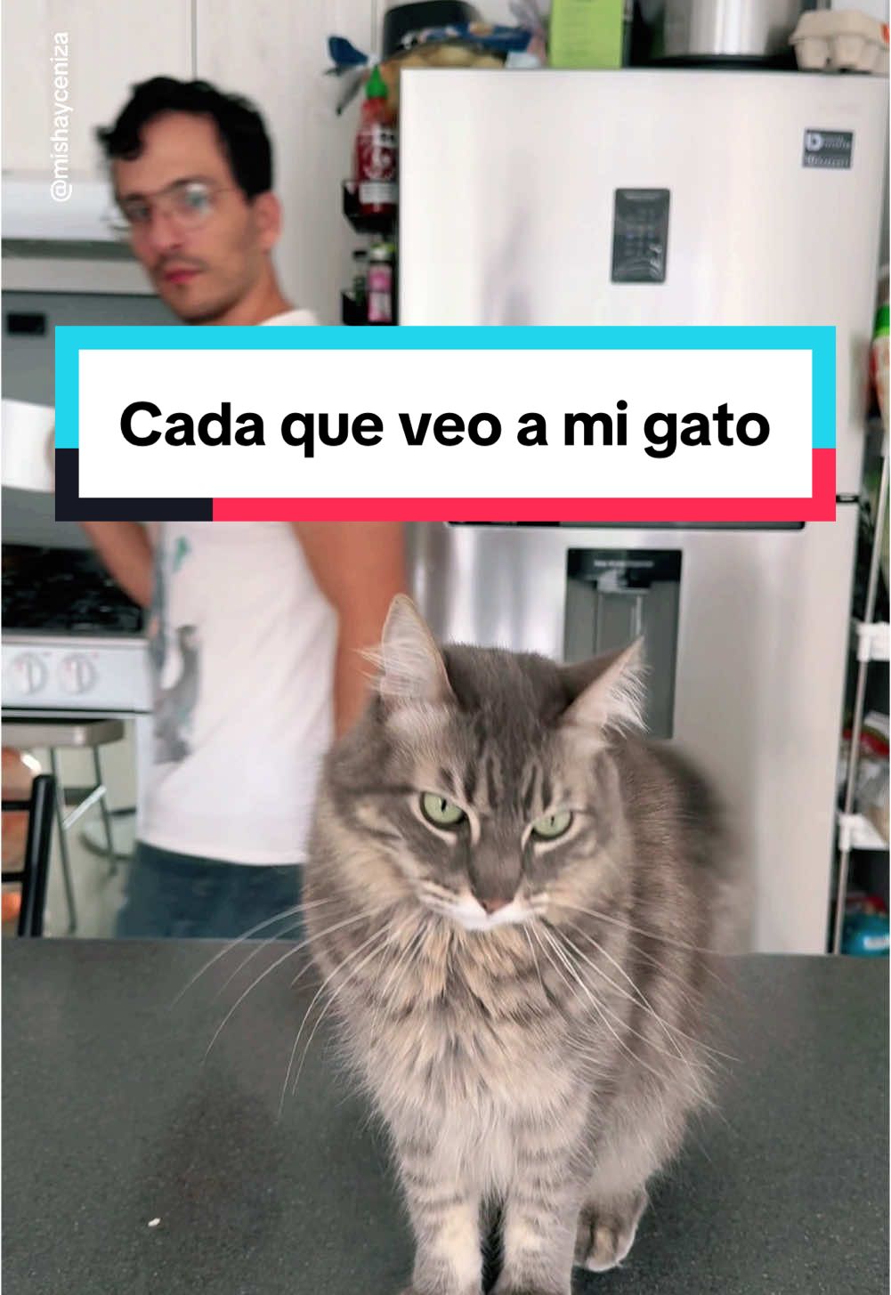 ¿Quién los manda a ser tan irresistibles? 🙈 | #gatostiktok #mascotas 