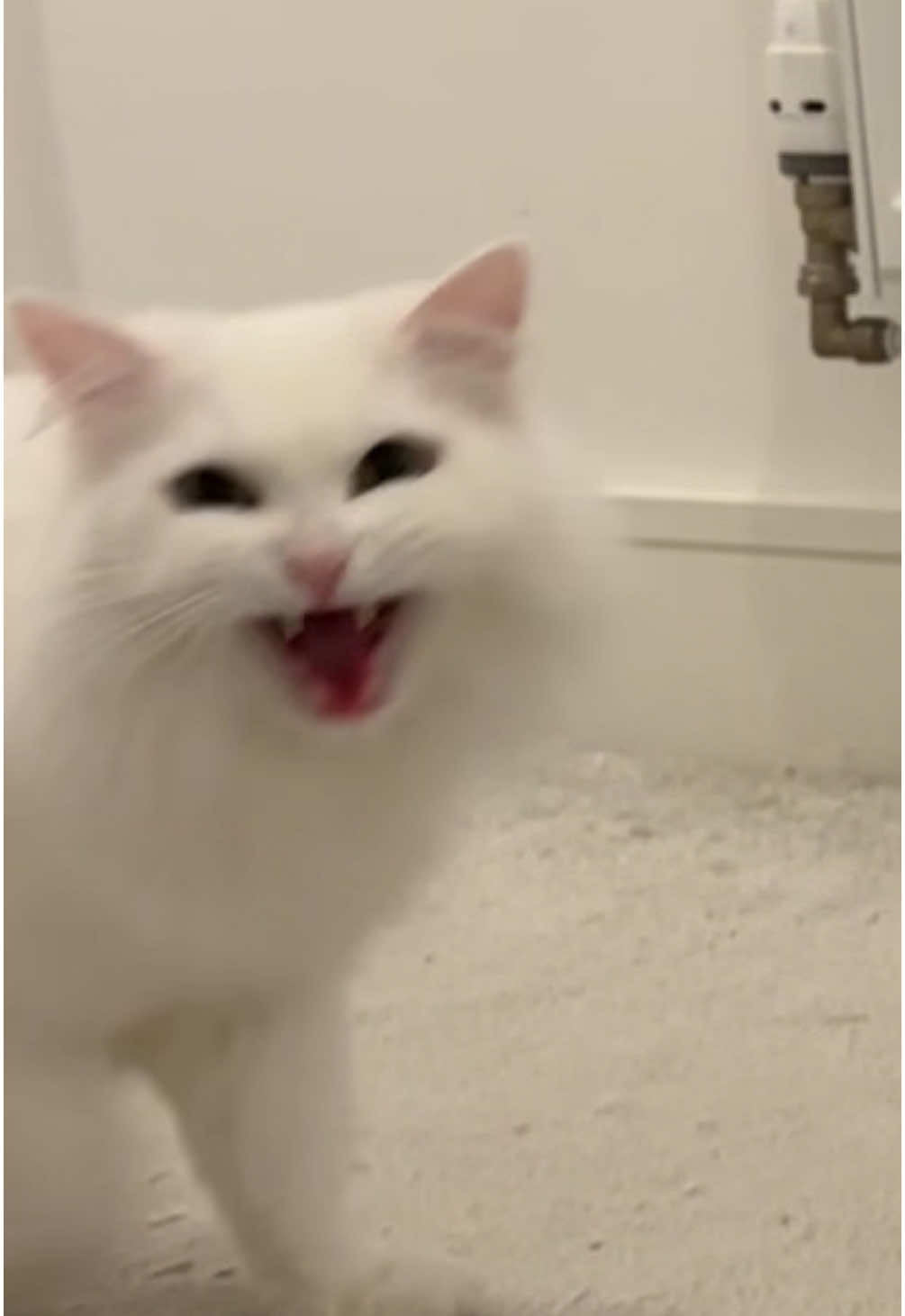 Donut screaming for attention… it’s funny how his meow changes when he sees me 😂 #cataoftiktok #scream #deafcat #meow #funnyvideo #catlife #cats #catholic #fyp 