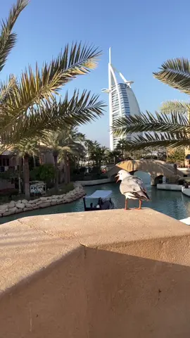 #burj_al_arab #برج_العرب #سوق_مدينة_جميرا #souk_madinat_jumeirah_dubai #مدينة_جميرا#كوفيات#كوستا_كوفي #قهوه#dubai🇦🇪 #jumeirahbeach #دبي #تصويري #الشعب_الصيني_ماله_حل😂😂 #الشعب_الصيني_ماله_حل😂😂 #ترندات_تيك_توك 
