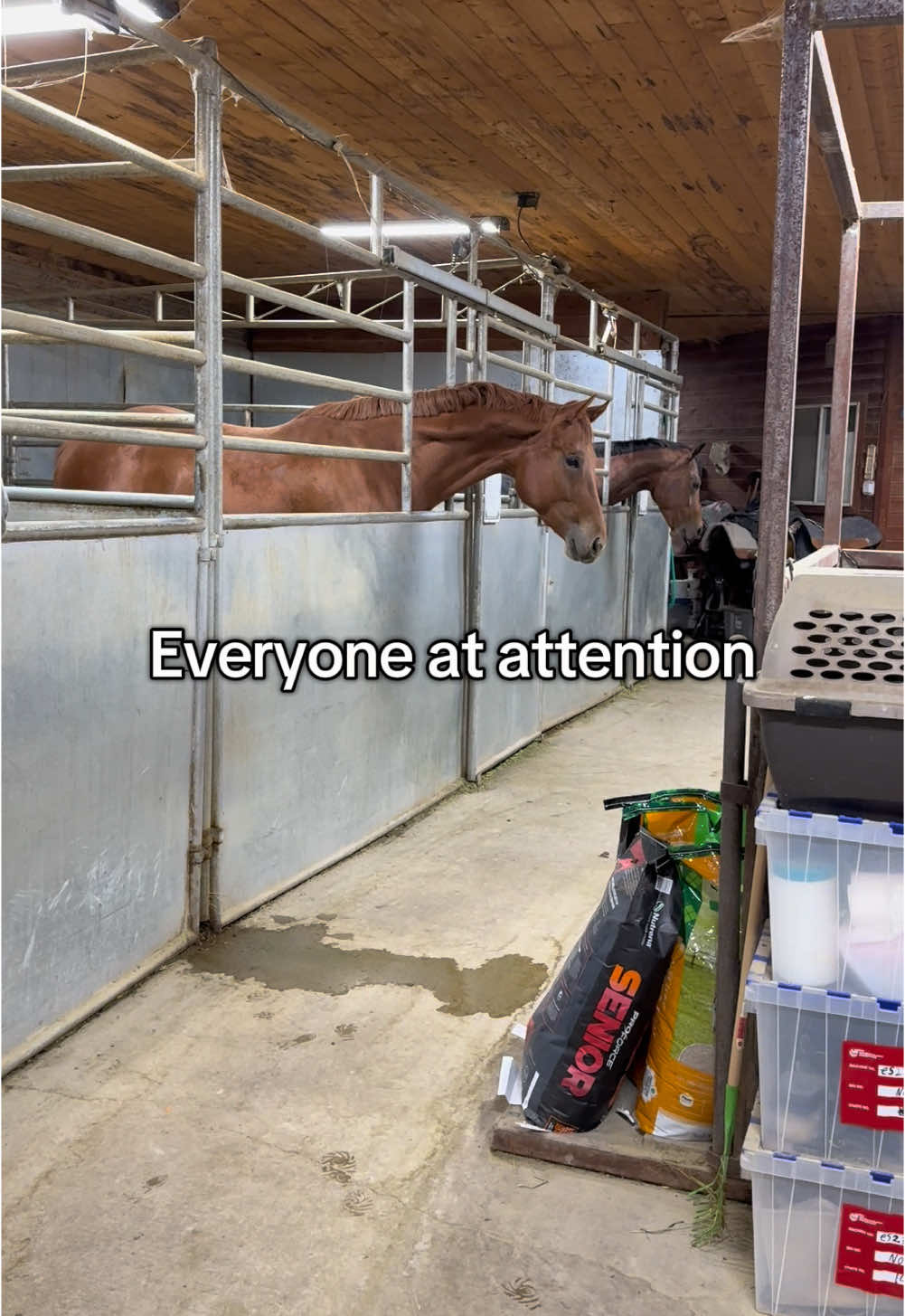 Good night everyone 🌙 as we were leaving she heard the rooster in the tree. Have you ever heard that? Sounds like a zombie! 🧟  completely freaked her out! #fyp #viral #horsesoftiktok #horse #barnlifeisthebestlife #farmlife #blessed #horsetok #farmlife #horses #treats 