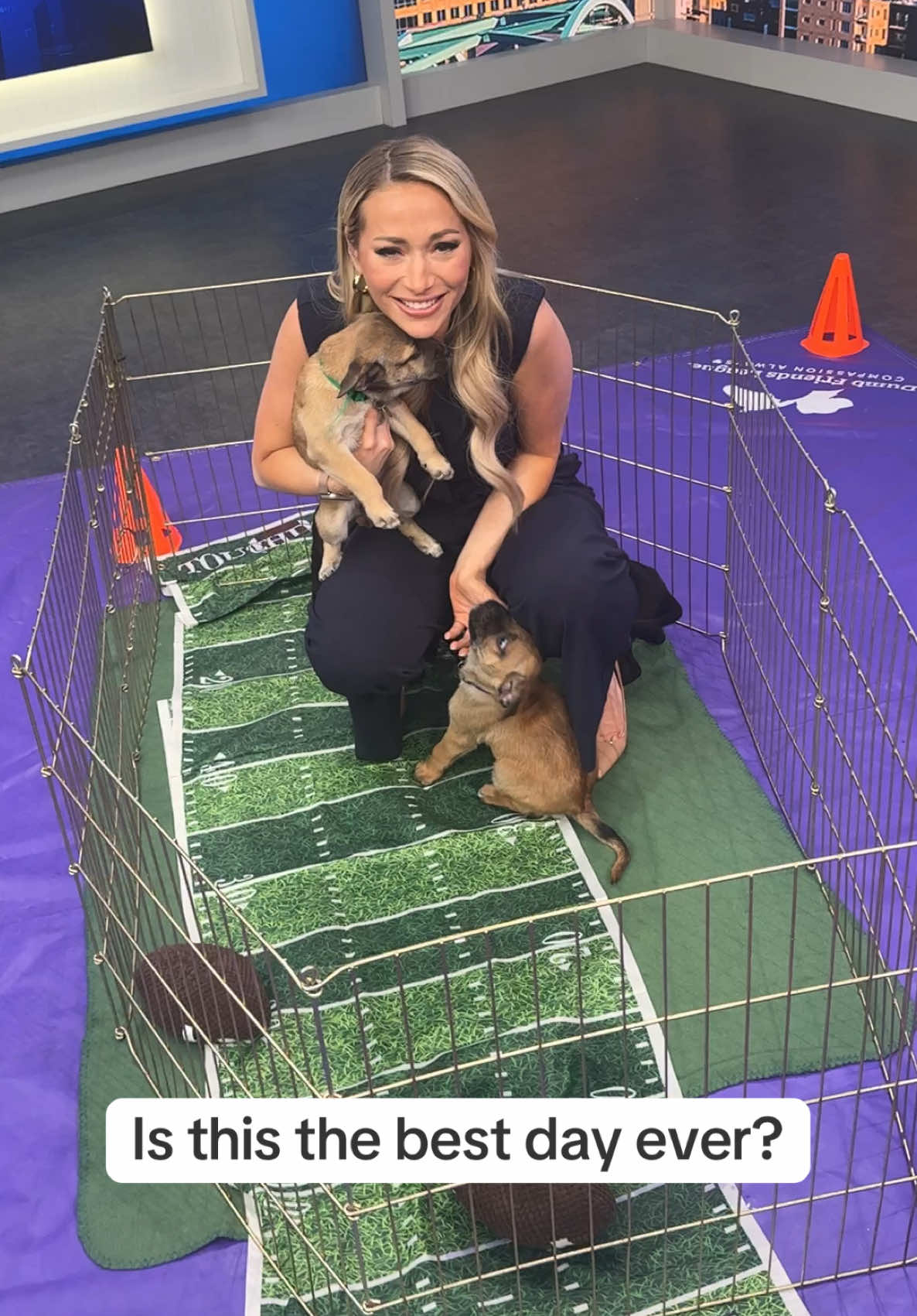 The answer is yes #puppybowl #SuperBowl #puppies