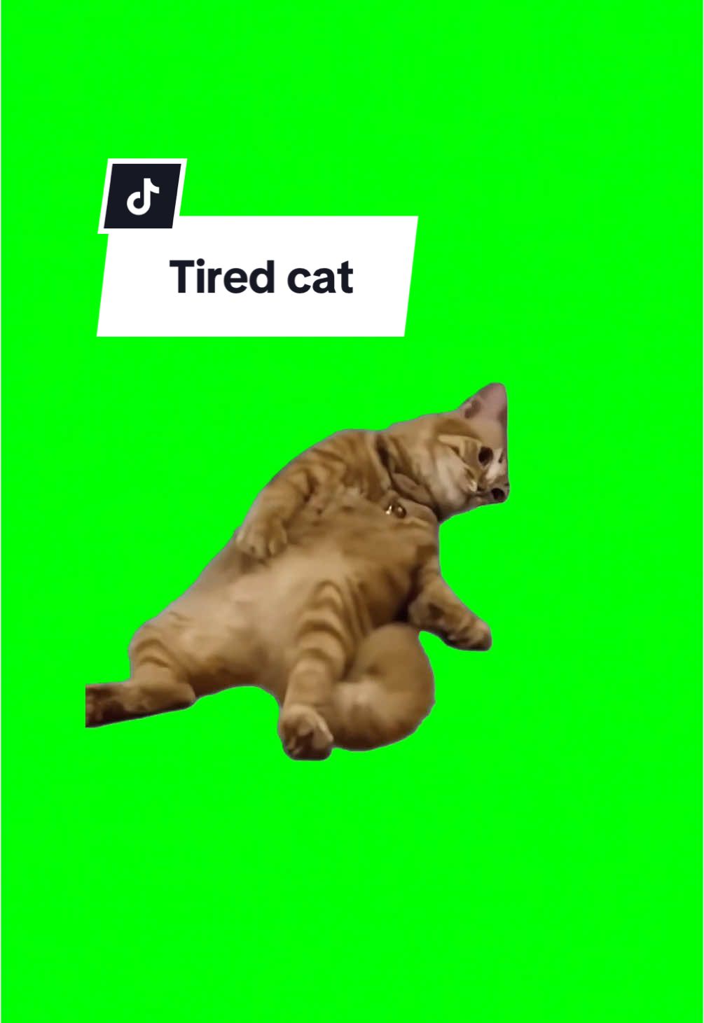 Müde Katze Meme | Greenscreen #Meme #MemeCut #catmeme #memetiktok 