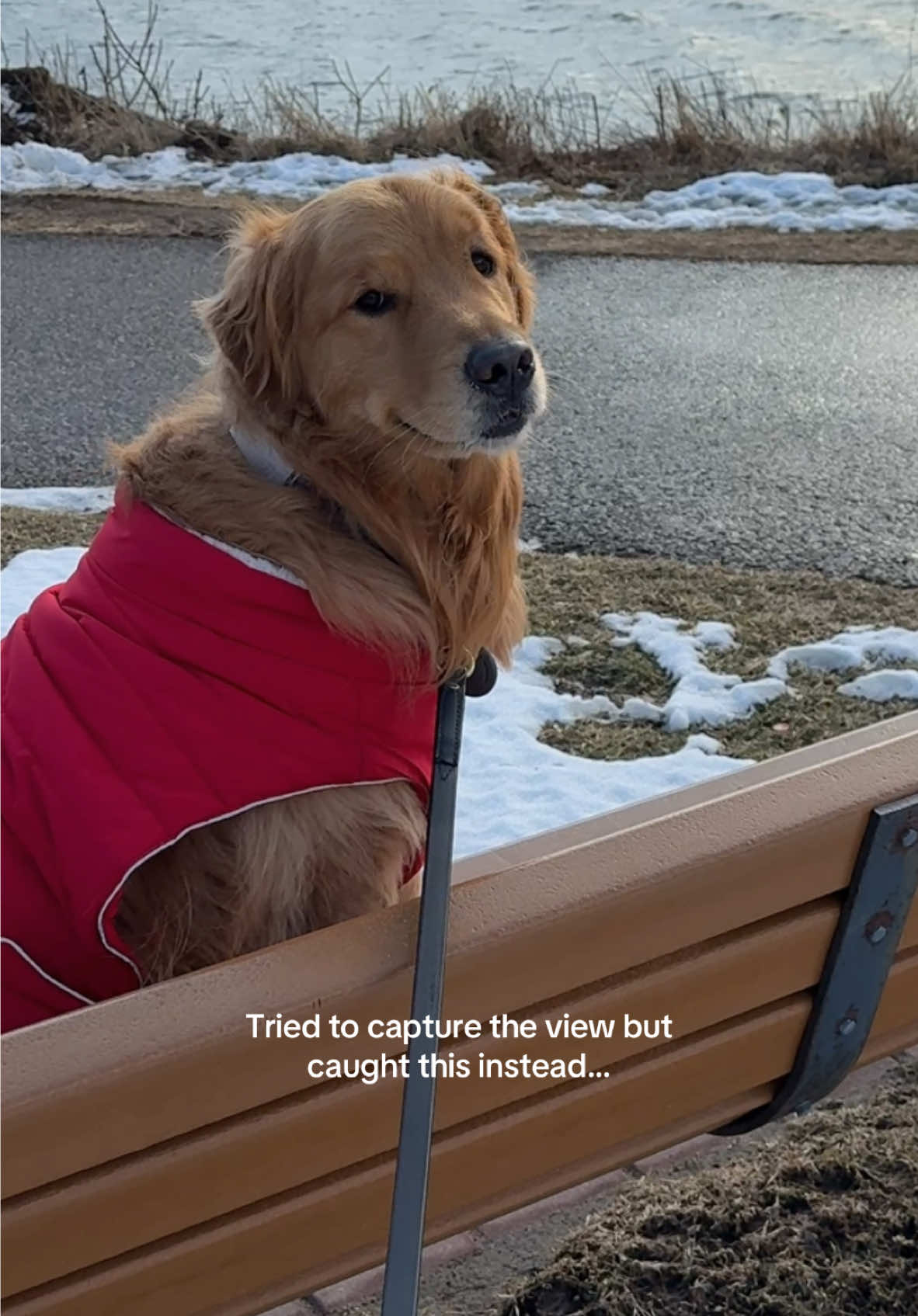 Safe to say “I think he likes this little life” 🥺 #goldenretriever #dogs 