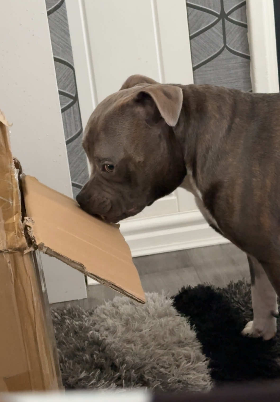 I wasn’t doing anything I promise 👀 #f #fy #fyp #viral #foryoupage #tiktok #trending #zoomies #zoom #dogzoomies #puppyzoomies #staffordshirebullterrier #bluestaffy #puppy #bluestaffypuppy #staffylover #bullybreeds #staffylife #puppylove #staffysoftiktok #staffyseal #staffysmile #staffy #staffy  #viraldog #dogtrend #staffymoments #dogs #dogsoftiktok #trend #cute #puppy #pup #viralvideos #smile #beautiful #playful #dog #staff #tiktokviral #goviral #cuteness #overload #laugh #funnyvideo #funny